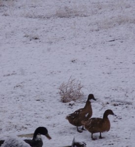 Late March Snow Ducks