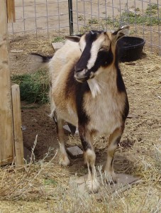 Kalena the Dwarf Nigerian Goat