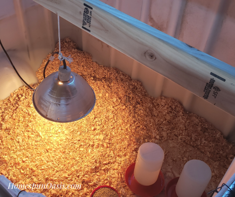 Caring for Baby Chicks - Homespun Oasis by Millie Copper