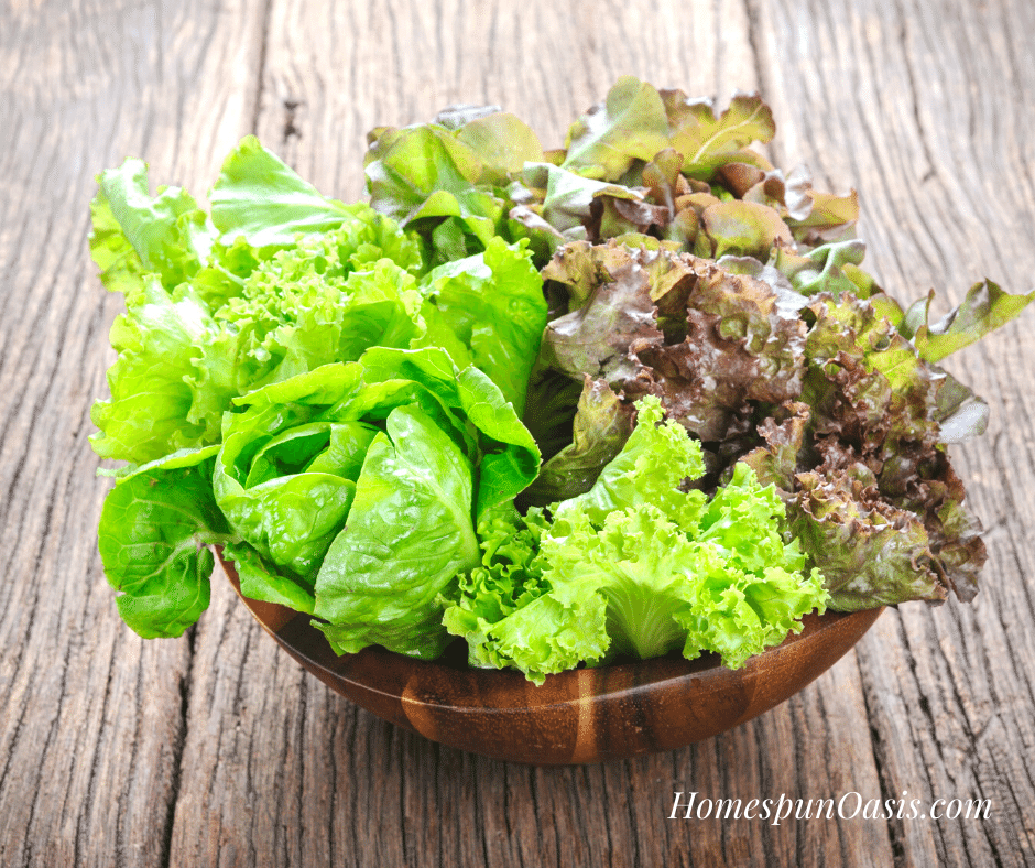 Preserving Your June Harvest: Lettuce